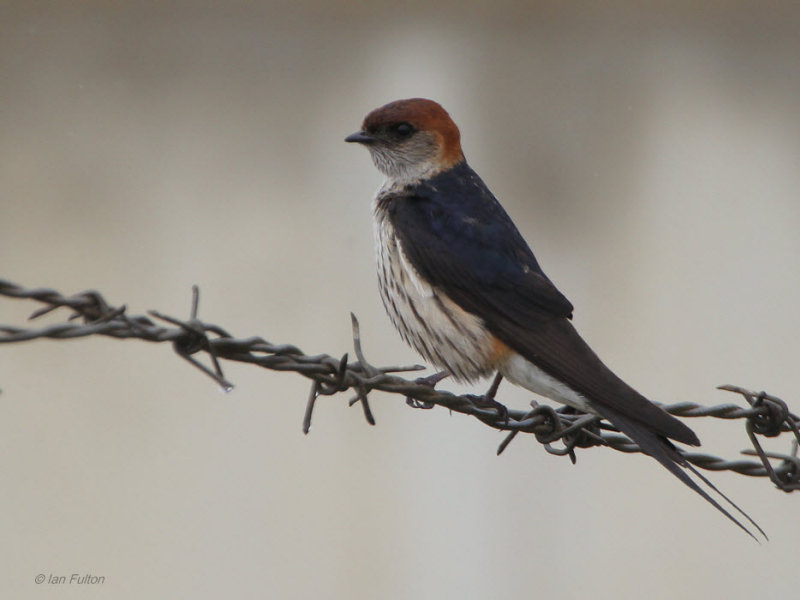 Greater Striped Swallow, roadside somewhere, South Africa