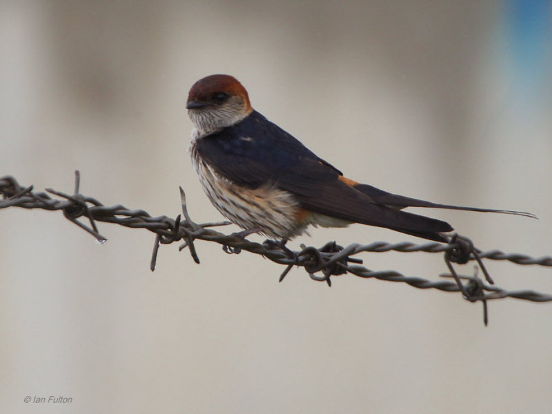Greater Striped Swallow, roadside somewhere, South Africa