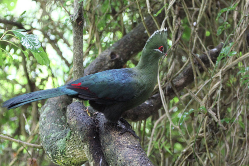 Knysna Turaco, Kingfisher Guest House-Wilderness, South Africa