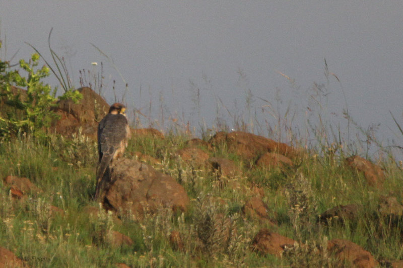 Lanner Falcon, near Wakkerstroom, South Africa