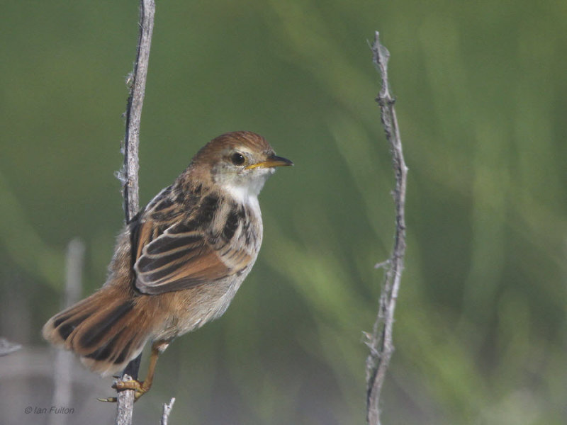 Levaillants Cisticola, Strandfontein-Cape Town, South Africa