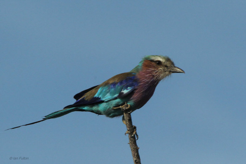 Lilac-breasted Roller, Kruger NP, South Africa