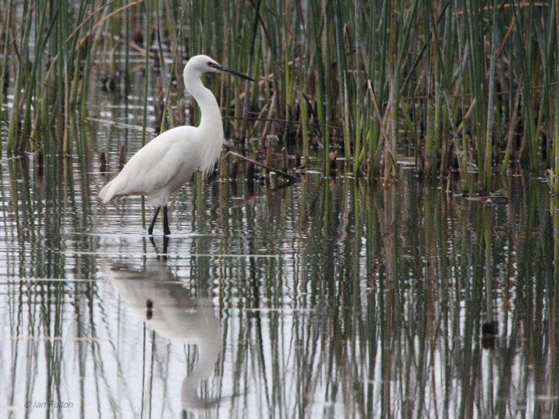 Little Egret, Marievale, South Africa