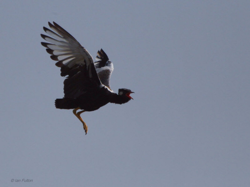 Northern Black Korhaan, Suikerbosrand, South Africa