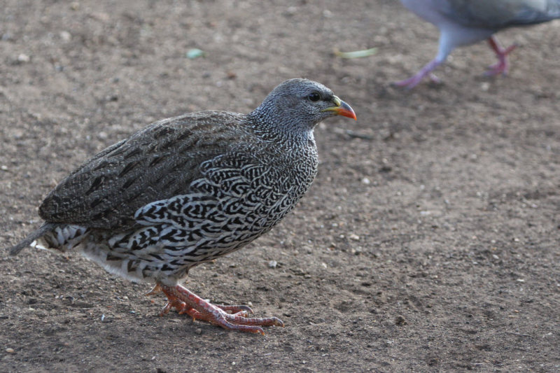 Natal Francolin, Kruger NP, South Africa