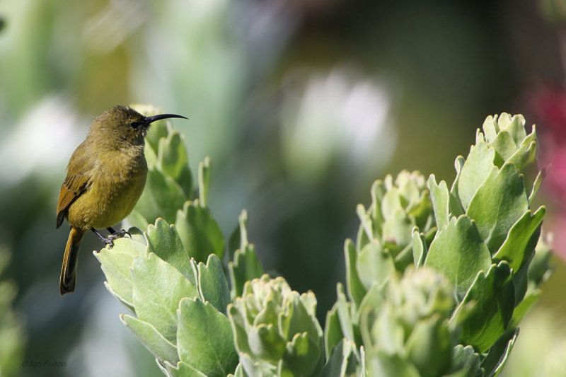 Orange-breasted Sunbird, Kirstenbosch Botanical Gardens, South Africa