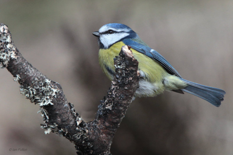 Blue Tit, RSPB Loch Garten, Highland