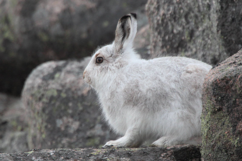 Mountain Hare, Coire an Lochan-Cairngorm, Highland