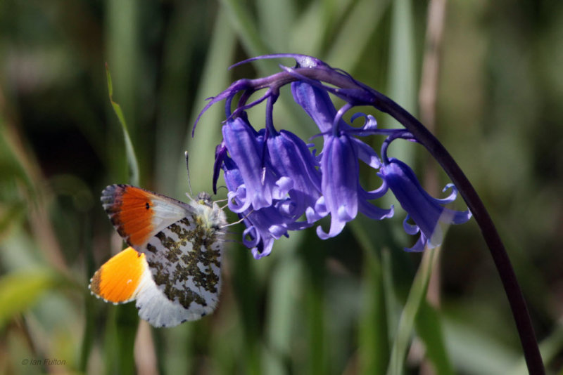 Orange-tip, RSPB Loch Lomond, Clyde