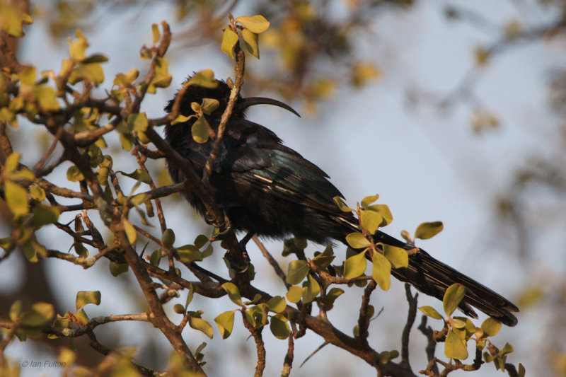 Scimitarbill, Kruger NP, South Africa