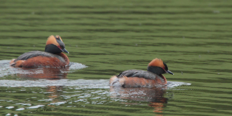 Slavonian Grebe, Speyside, Highland