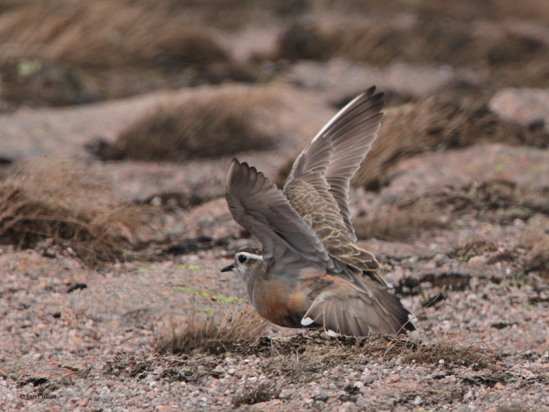 Dotterel on the Cairngorm plateau near top of  Cairn Lochan