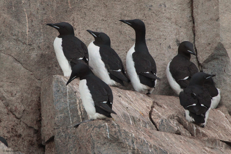 Brunnichs Guillemot, Svalbard