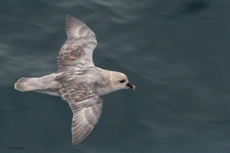 Northern Fulmar Petrel, at sea, Svalbard