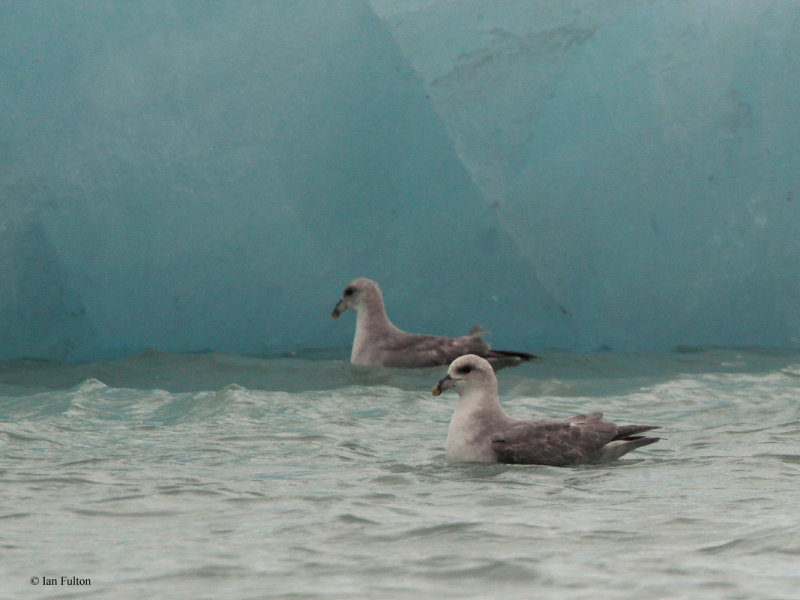 Northern Fulmar Petrel, Magdalenafjorden, Svalbard