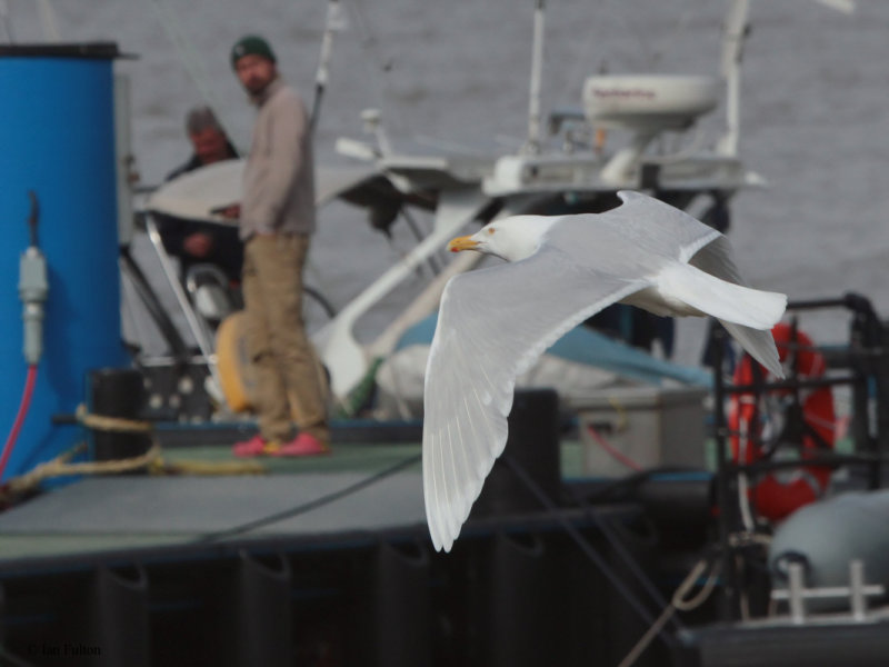Glaucous Gull, Longyearbyen, Svalbard