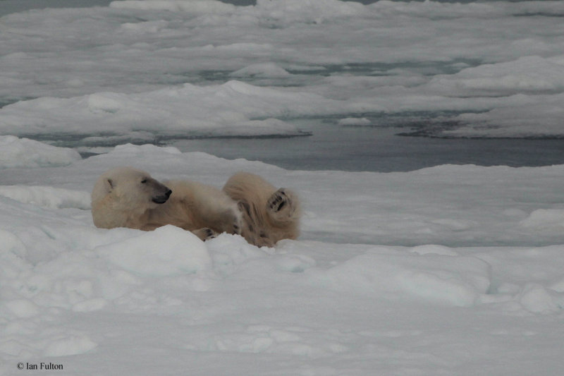 Polar Bear, pack ice north of Svalbard