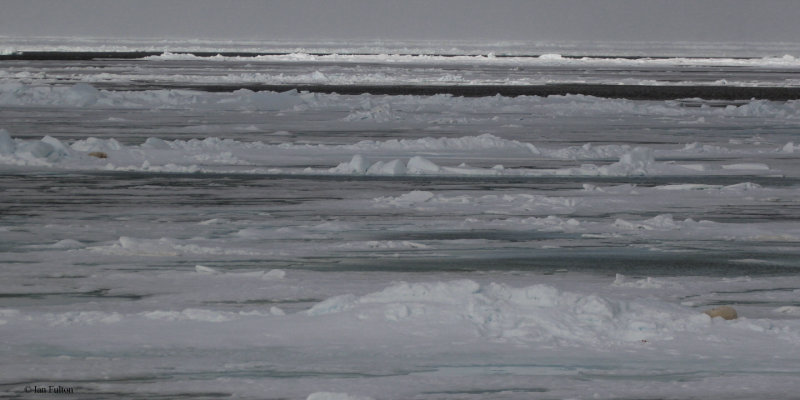 Polar Bear, pack ice north of Svalbard