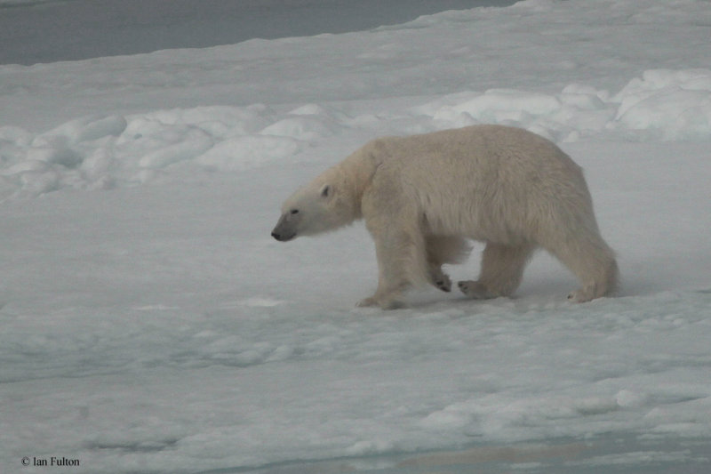 Polar Bear, pack ice north of Svalbard