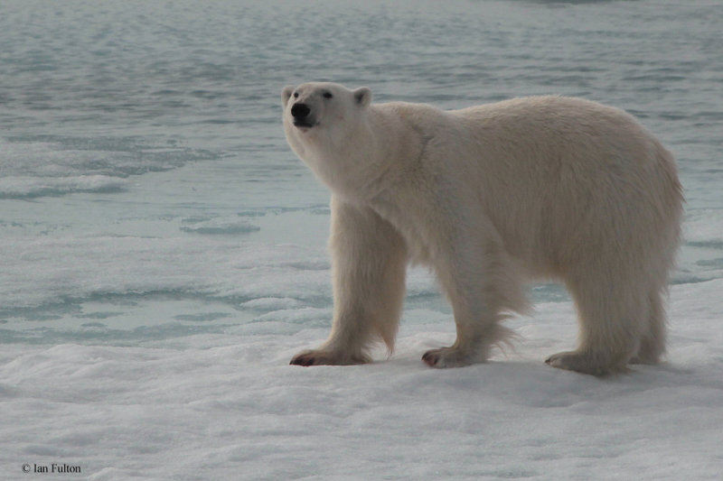 Polar Bear, pack ice north of Svalbard