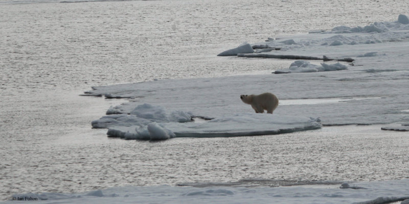Polar Bear, pack ice north of Svalbard
