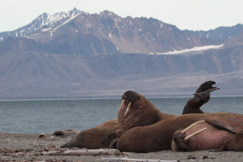 Walrus, Poolepynten, Svalbard