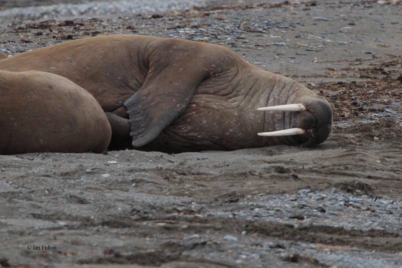 Walrus, Poolepynten, Svalbard