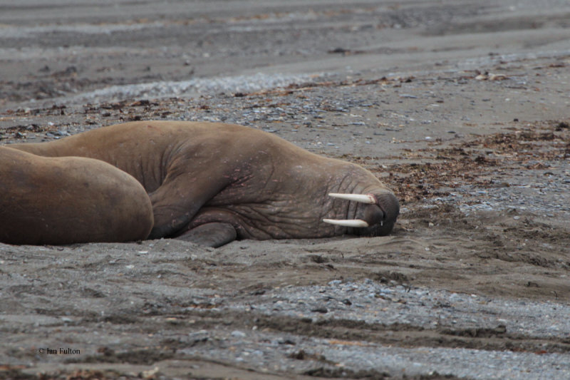 Walrus, Poolepynten, Svalbard