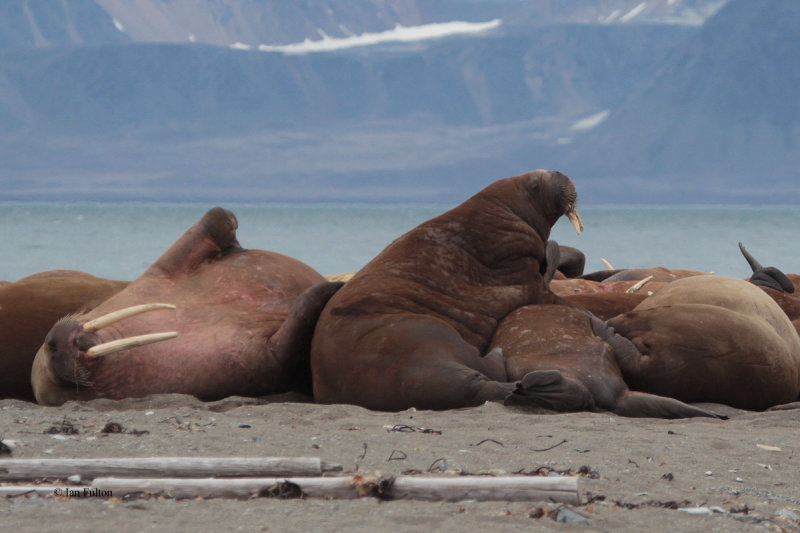 Walrus, Poolepynten, Svalbard