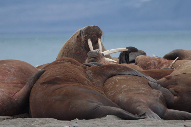 Walrus, Poolepynten, Svalbard