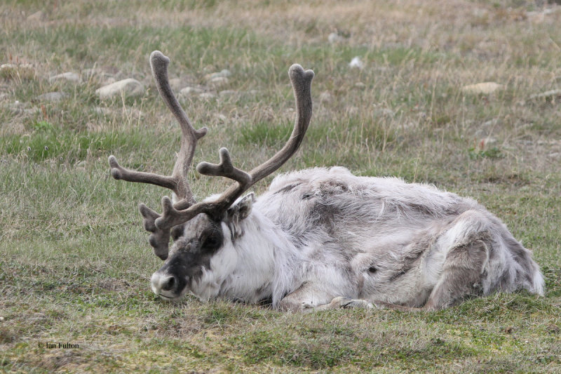 Reindeer, Longyearbyen, Svalbard