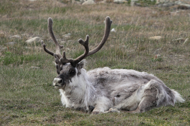 Reindeer, Longyearbyen, Svalbard