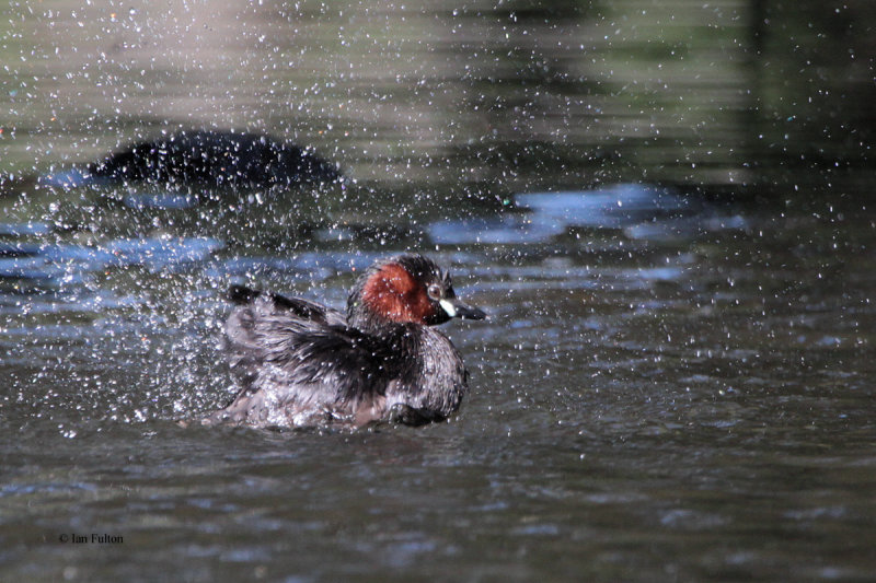 Little Grebe, Victoria Park-Glasgow, Clyde