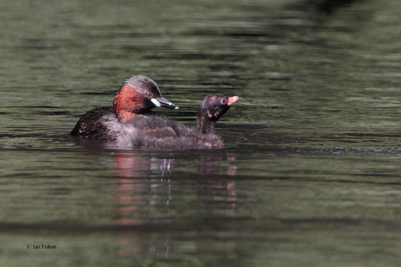 Little Grebe, Victoria Park-Glasgow, Clyde