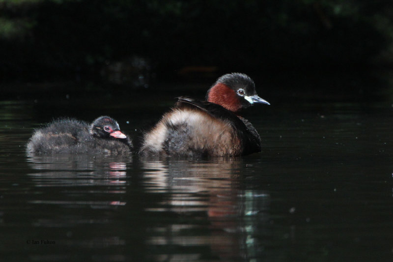 Little Grebe, Victoria Park-Glasgow, Clyde