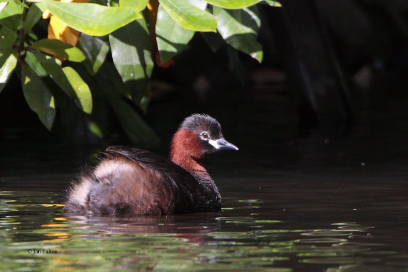 Little Grebe, Victoria Park-Glasgow, Clyde