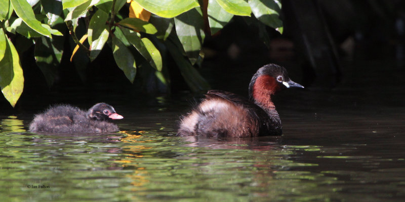 Little Grebe, Victoria Park-Glasgow, Clyde
