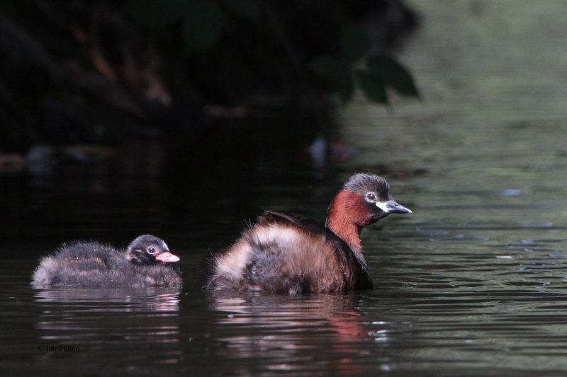 Little Grebe, Victoria Park-Glasgow, Clyde