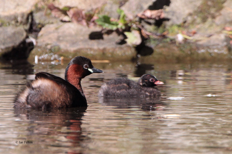 Little Grebe, Victoria Park-Glasgow, Clyde