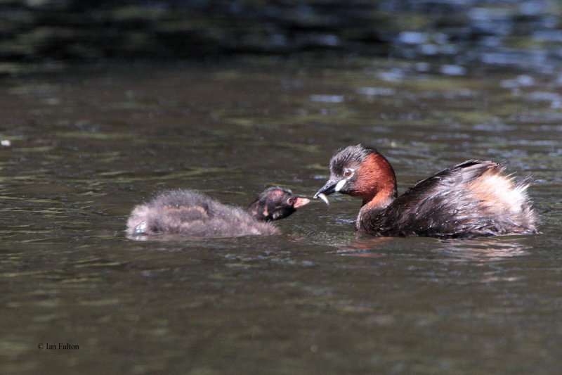 Little Grebe, Victoria Park-Glasgow, Clyde