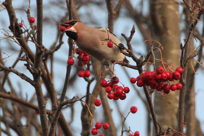 Waxwing, Baillieston, Glasgow
