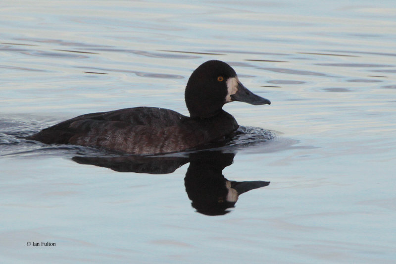 Scaup, Strathclyde Loch, Clyde