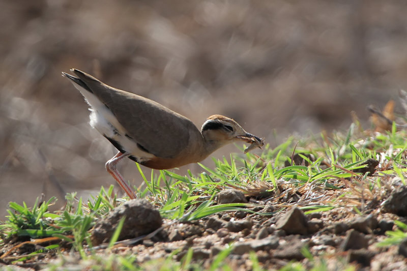 Temmincks Courser, Kruger NP, South Africa