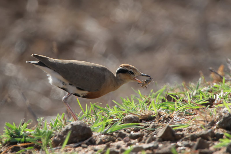 Temmincks Courser, Kruger NP, South Africa