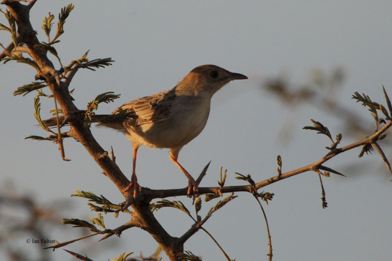 Tawny-flanked Prinia, Satara Camp-Kruger NP, South Africa