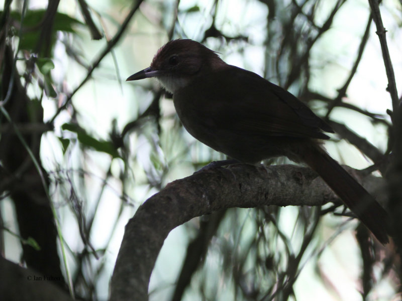 Terrestrial Brownbul, Kingfisher Guest House-Wilderness, South Africa