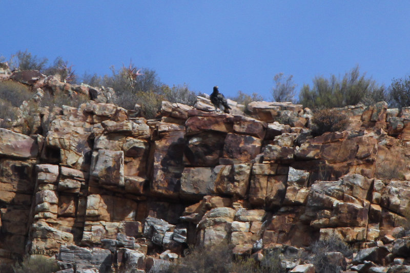 Verrauxs Eagle, Tankwa Karoo, South Africa