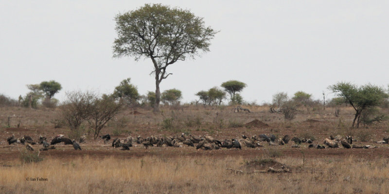 Vultures (various), Kruger NP, South Africa