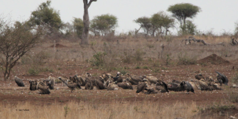 Vultures (various), Kruger NP, South Africa