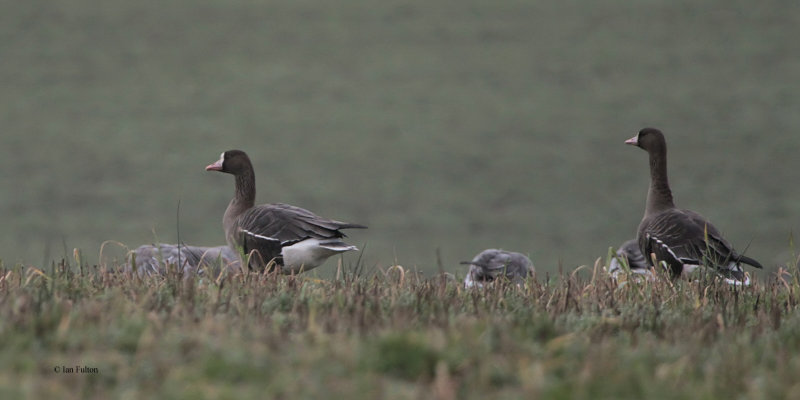 Greenland White-fronted Geese, near Croftamie, Clyde